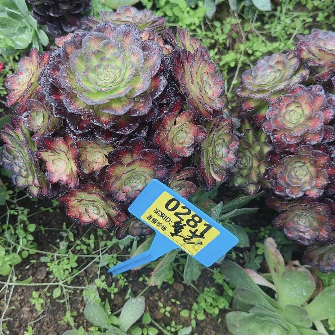 ～****~ 281海王七彩寄养哦哦哦哦