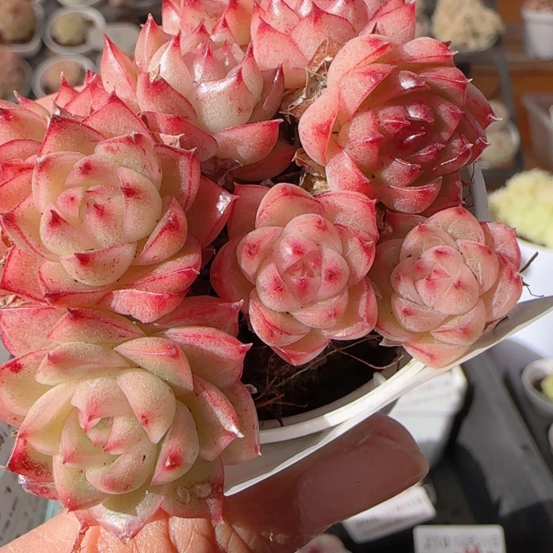 花语多肉1231-213散