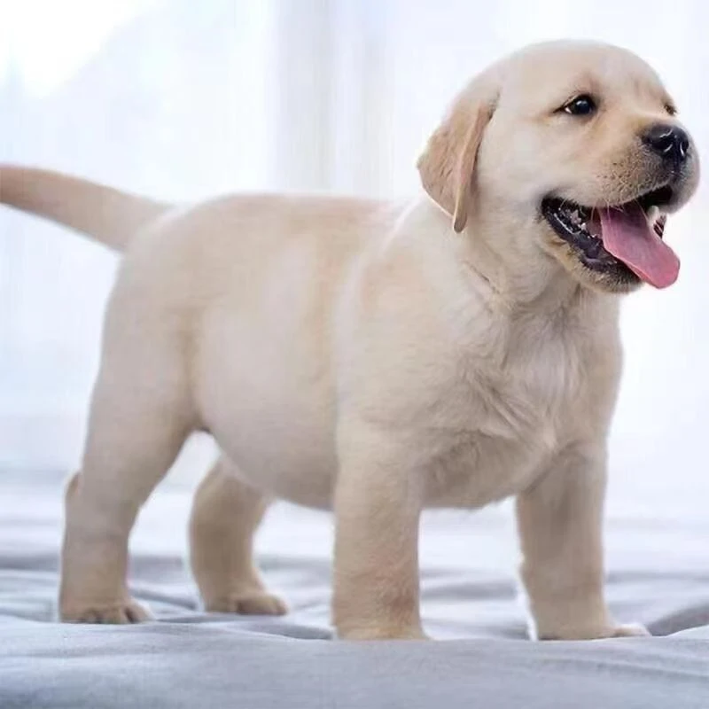 纯种双血统拉布拉多犬幼犬疫苗齐全黑色奶白色幼崽