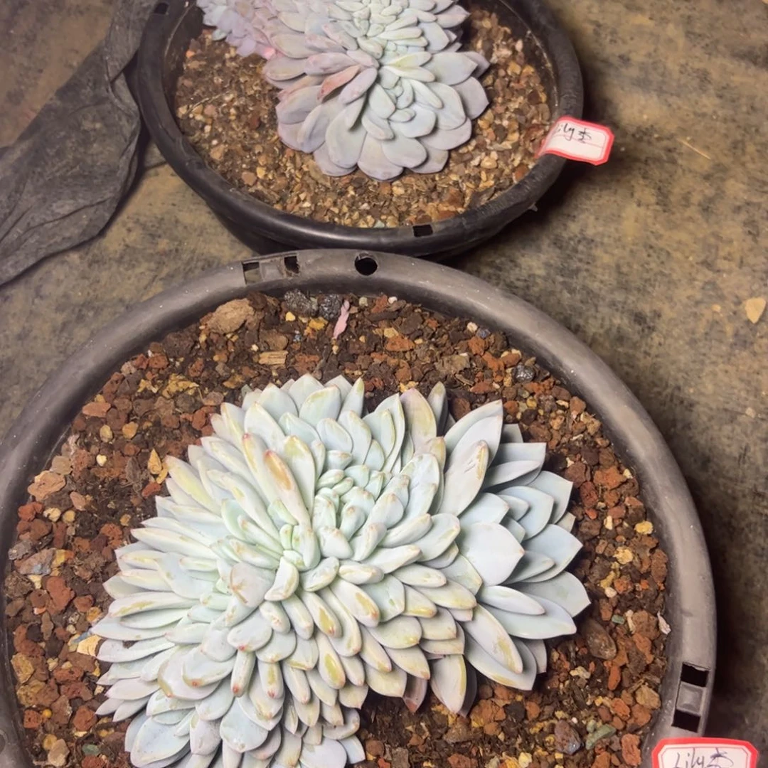 L***李2颗橙梦露缀，一物一拍