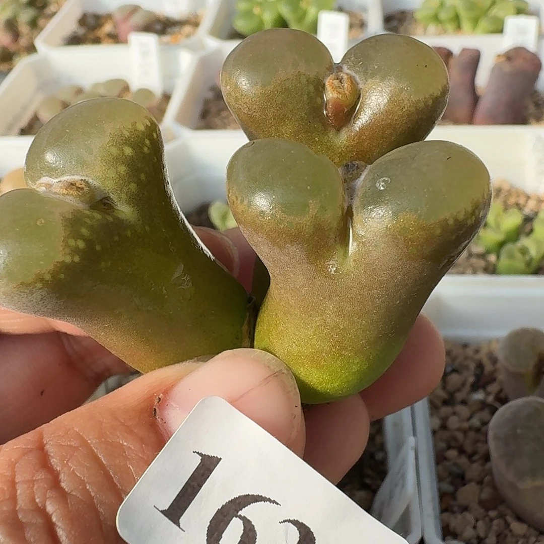 1634风铃哈哈哈哈哈哈哈哈哈