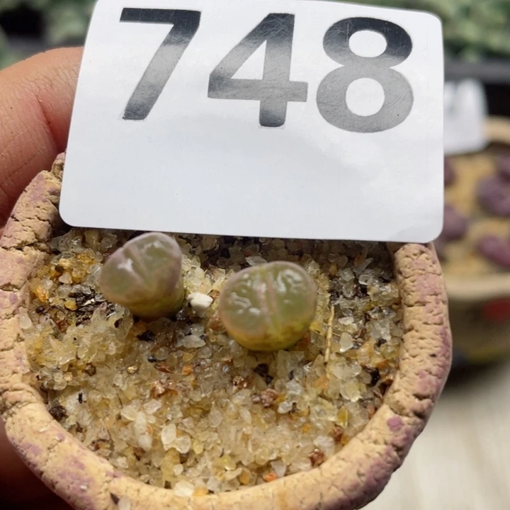 748粉女风铃带木栖盆