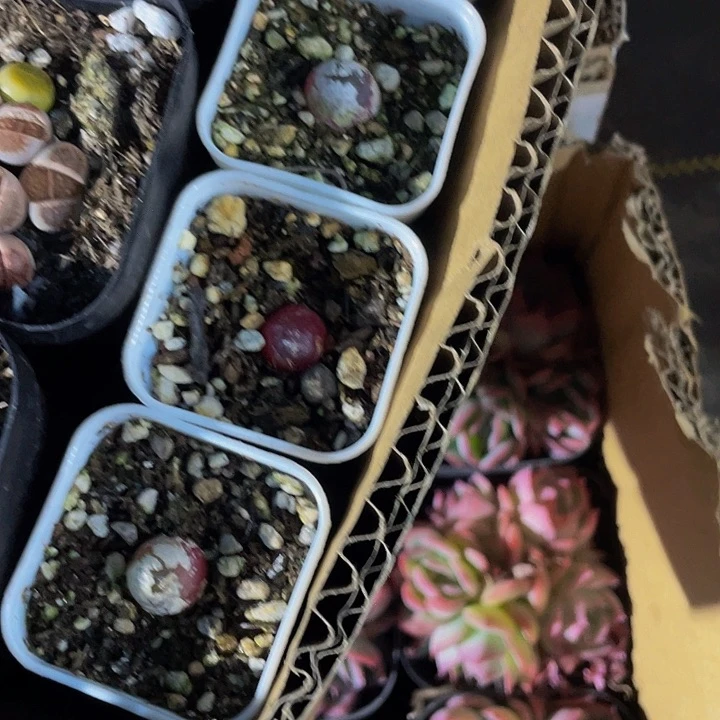 小灯泡3.8带盆土