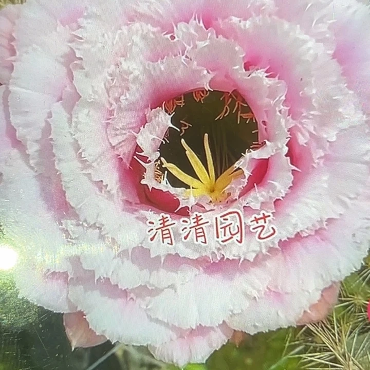 清清雅倩侧牙瑕疵在