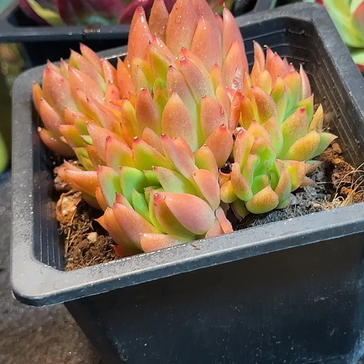 东云惊鸿一物一拍包装收缩花旱