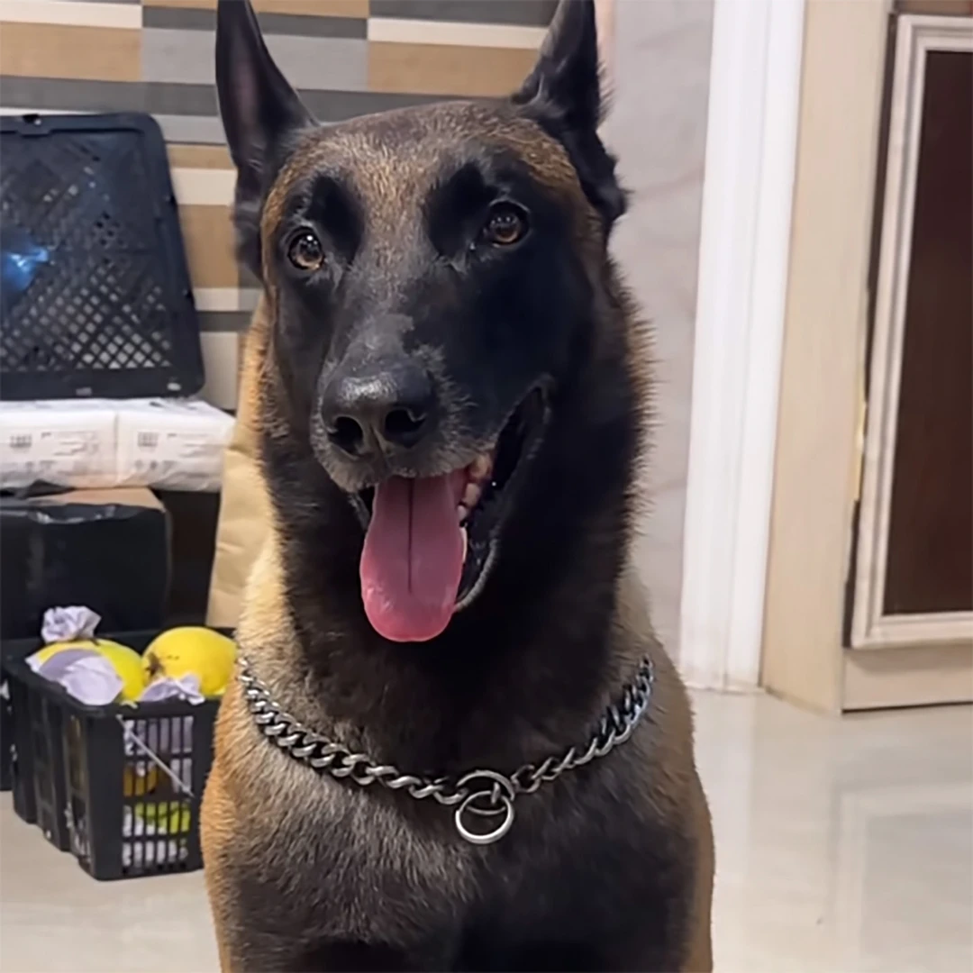 不锈钢狗链项链训犬脖圈狗P链适用于中大型马犬恶霸罗威纳卡斯罗