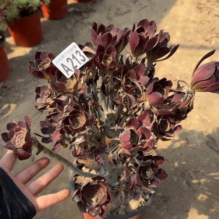 圆叶……多肉植物……