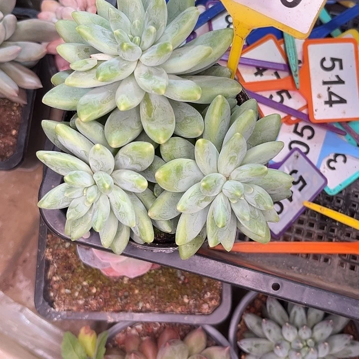 多肉植物阿蒂斯托210