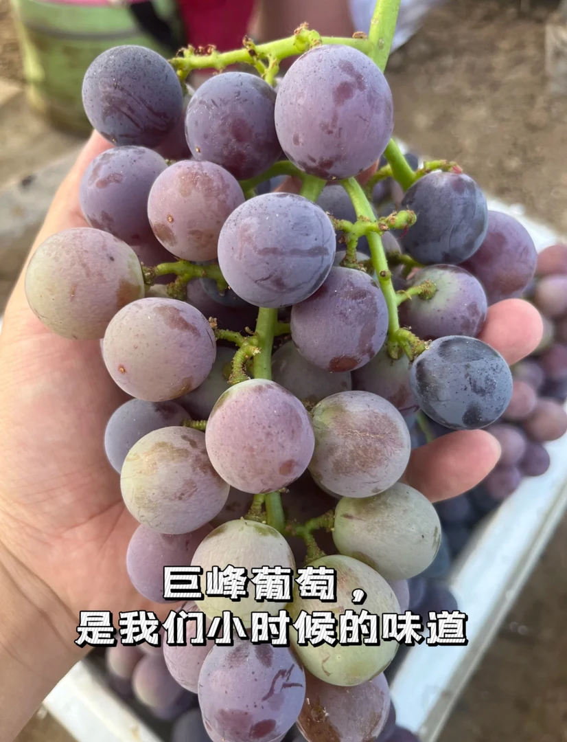 【顺丰包邮】酸酸甜甜自然熟巨峰葡萄礼盒装