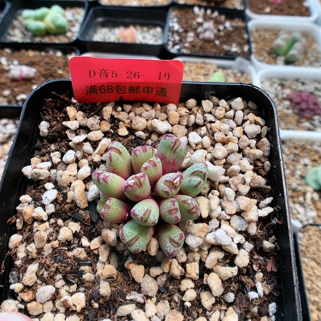 【闪购商品】5-26-10 瑕疵红嘴斑马 20