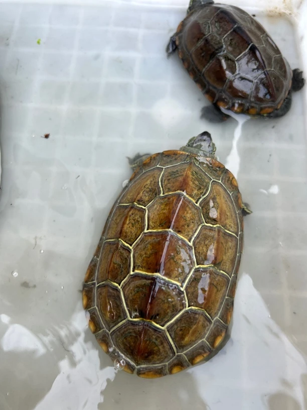 直播专属链接（苏北金线草）