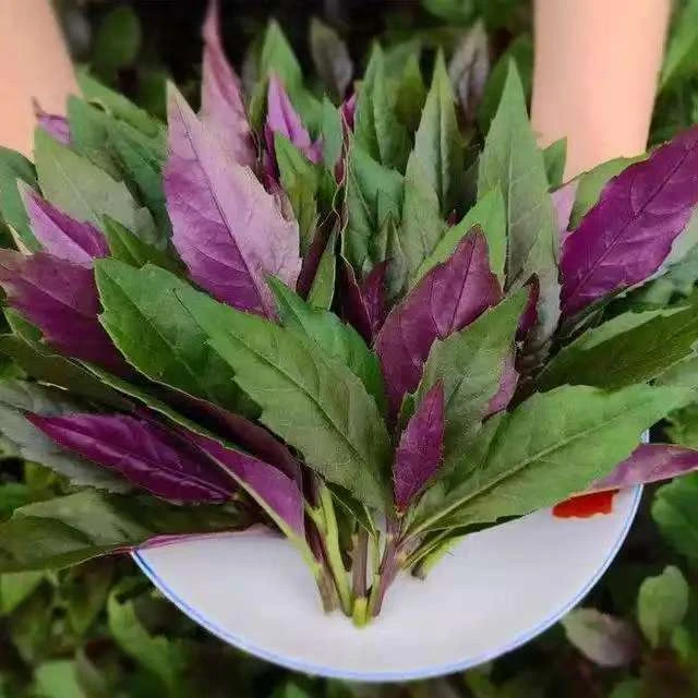 四川农家血皮菜/紫背菜/红背菜/红凤菜/观音菜/现摘现发