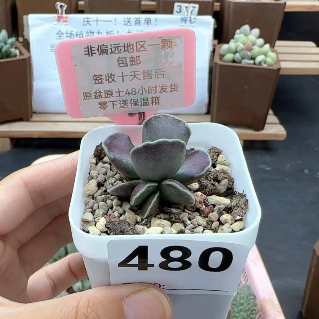 480紫肌库博多肉