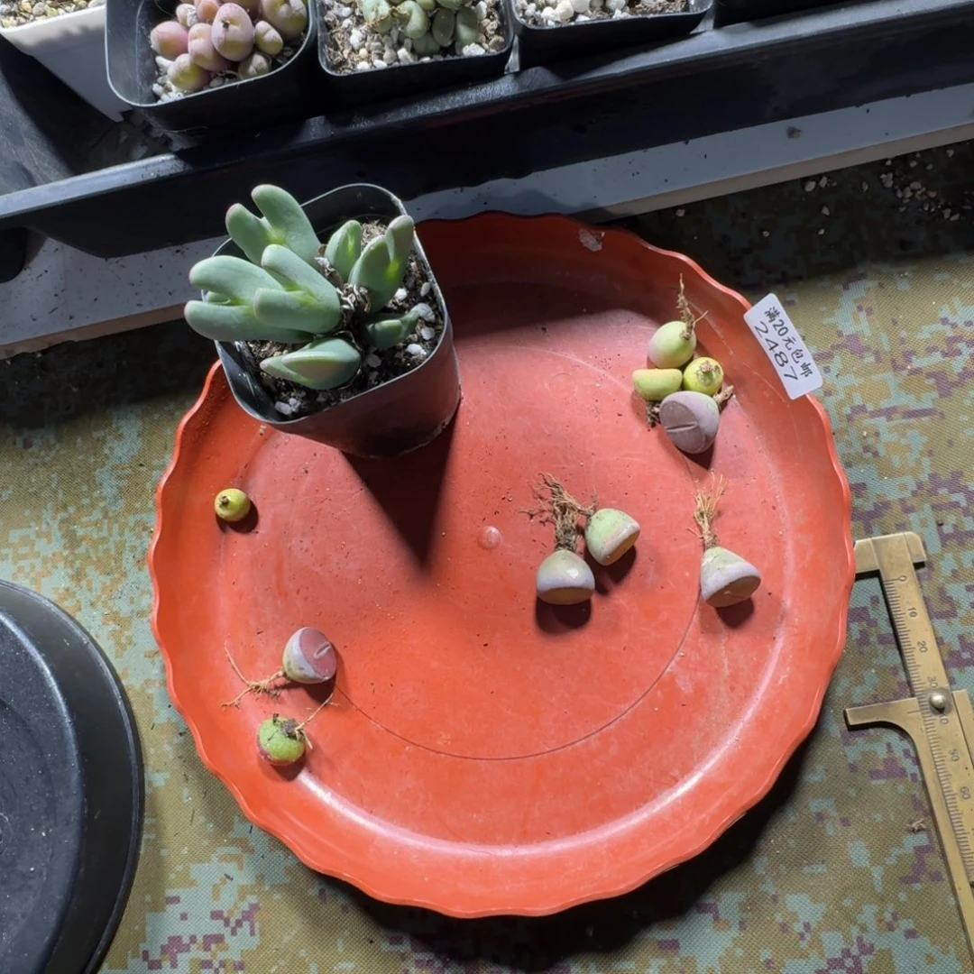 ？2487。少将。比利时Ko。绿光阳