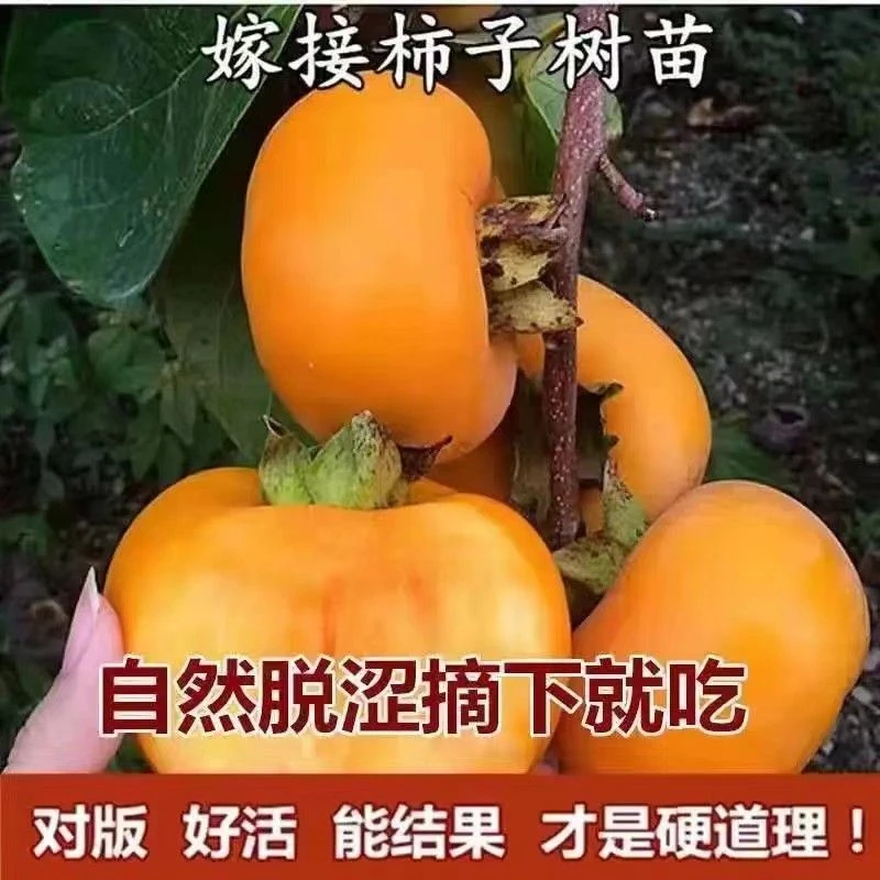 阳光果园：脆甜柿嫁接好自然脱涩南北方盆栽地栽耐寒