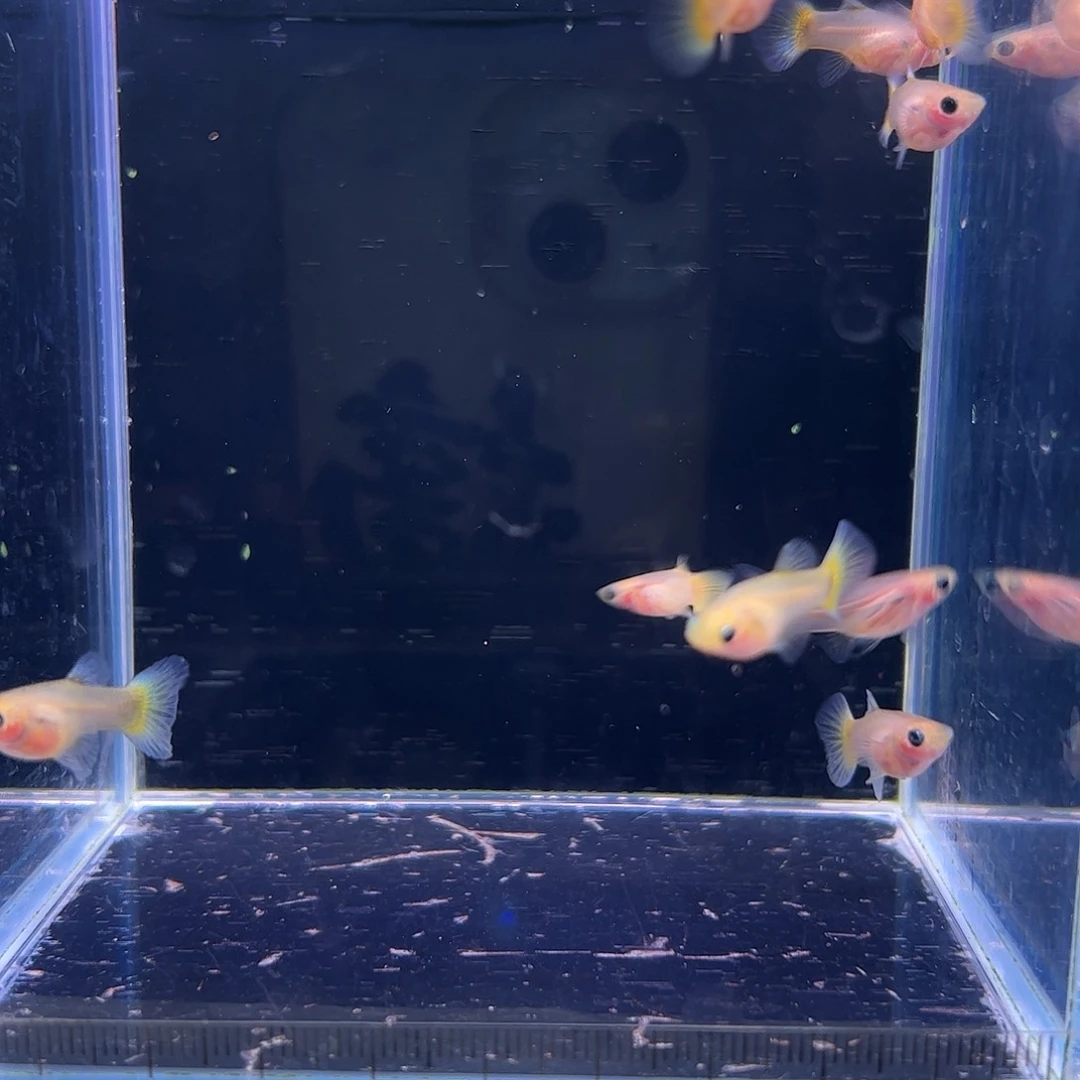 孔雀鱼黄金玻璃猫10条