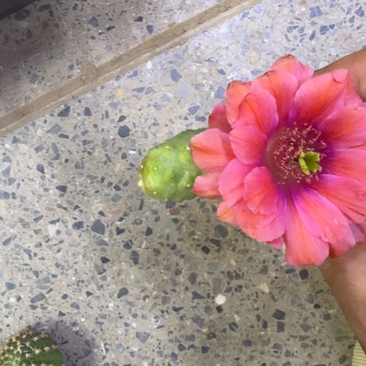 6桃太朗2个无根侧牙小软，20包邮