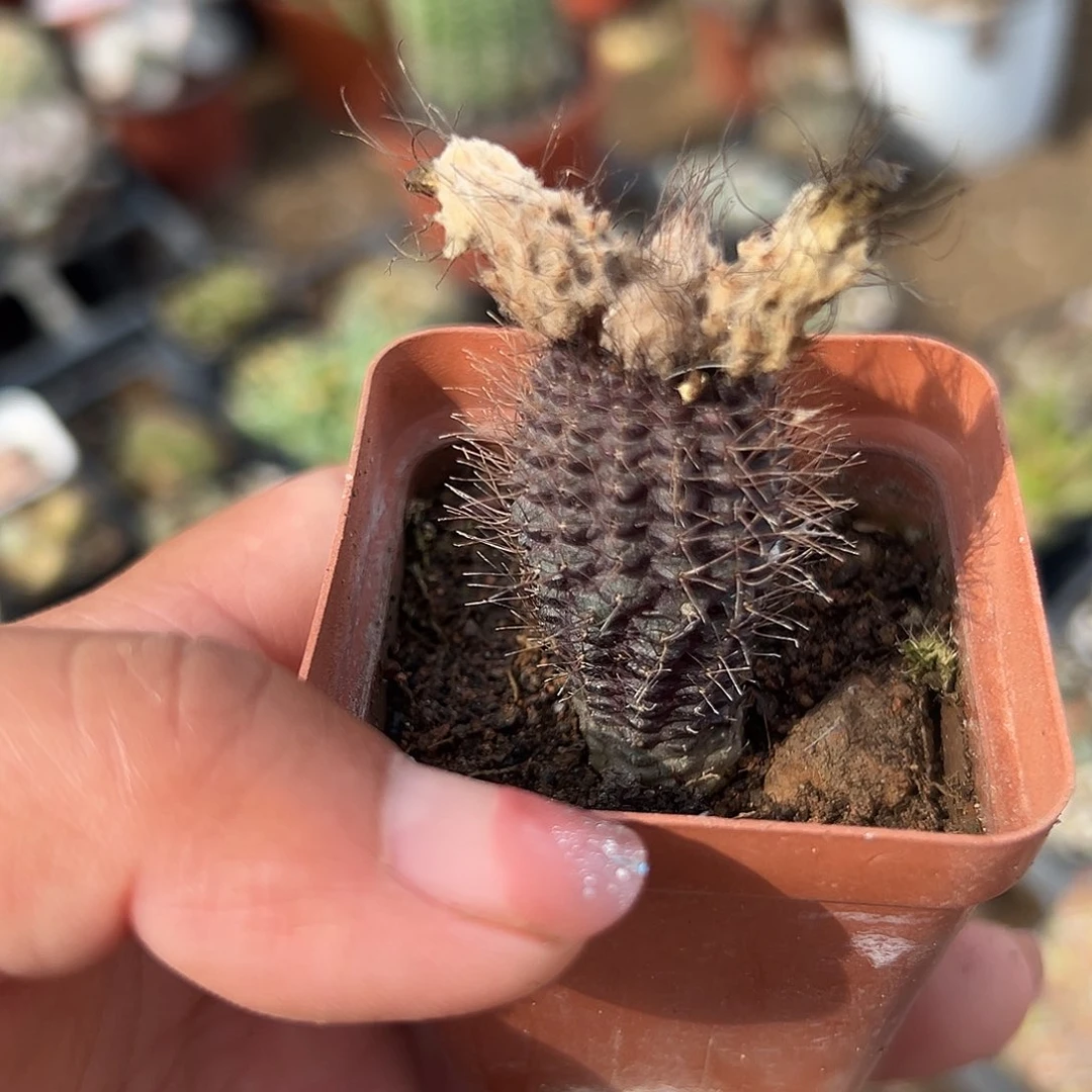 多肉植物多肉植物