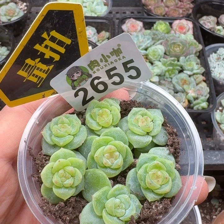 多肉植物多肉植物