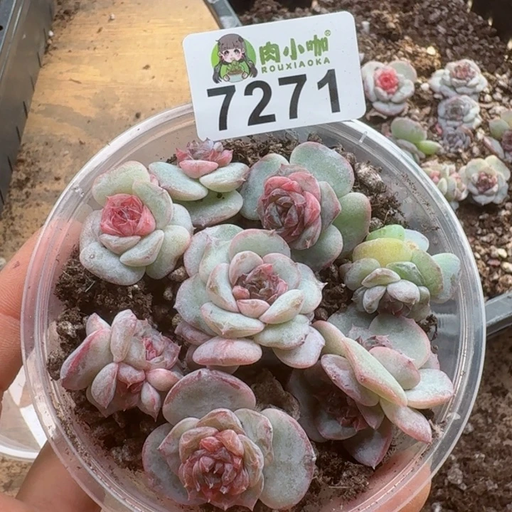 多肉植物多肉植物