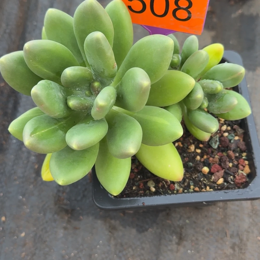 金蟾一物一拍508.