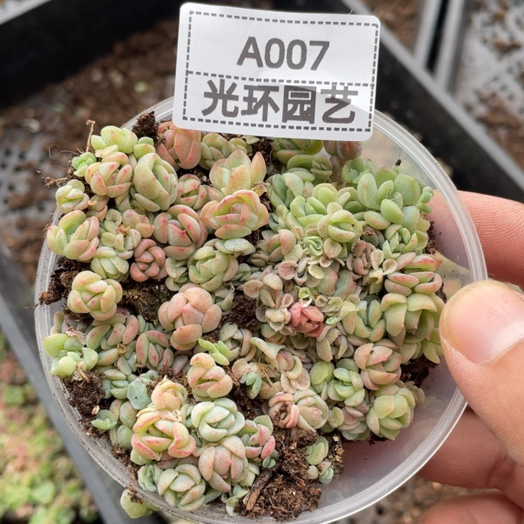 a007号欧泊切糕一份包邮