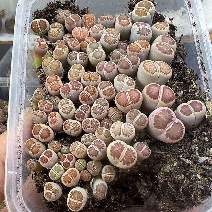 428小美菊超级福利