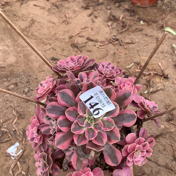 146美杜莎手捧4号棚