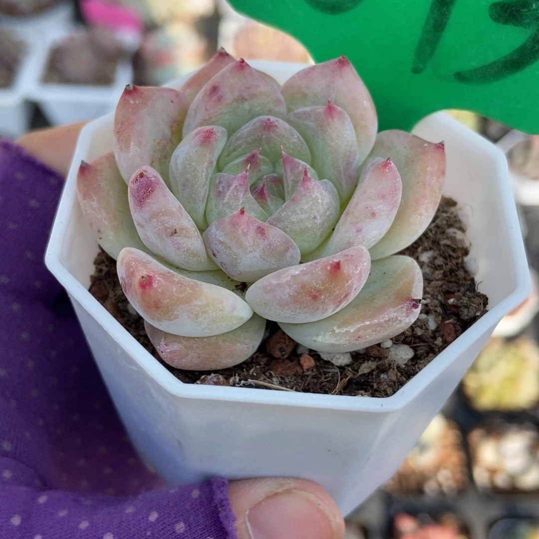 873白拉糖多肉植物