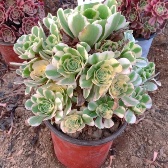 133多肉植物迈巴赫