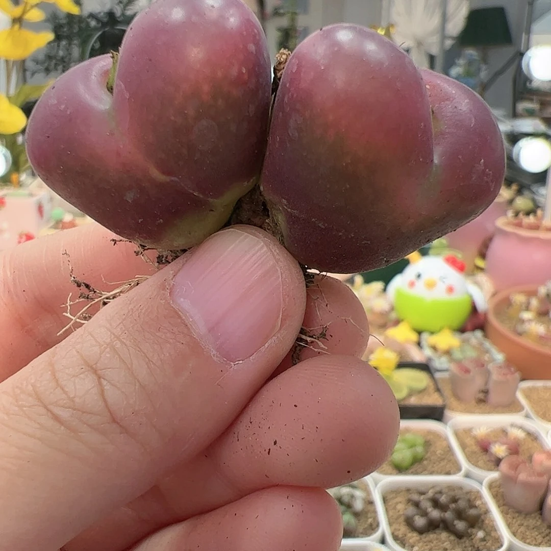 【闪购商品】74 车厘子大双头