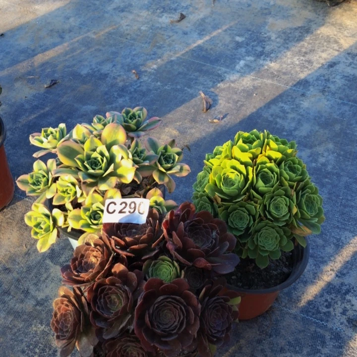 青***栀法师多肉植物组合290