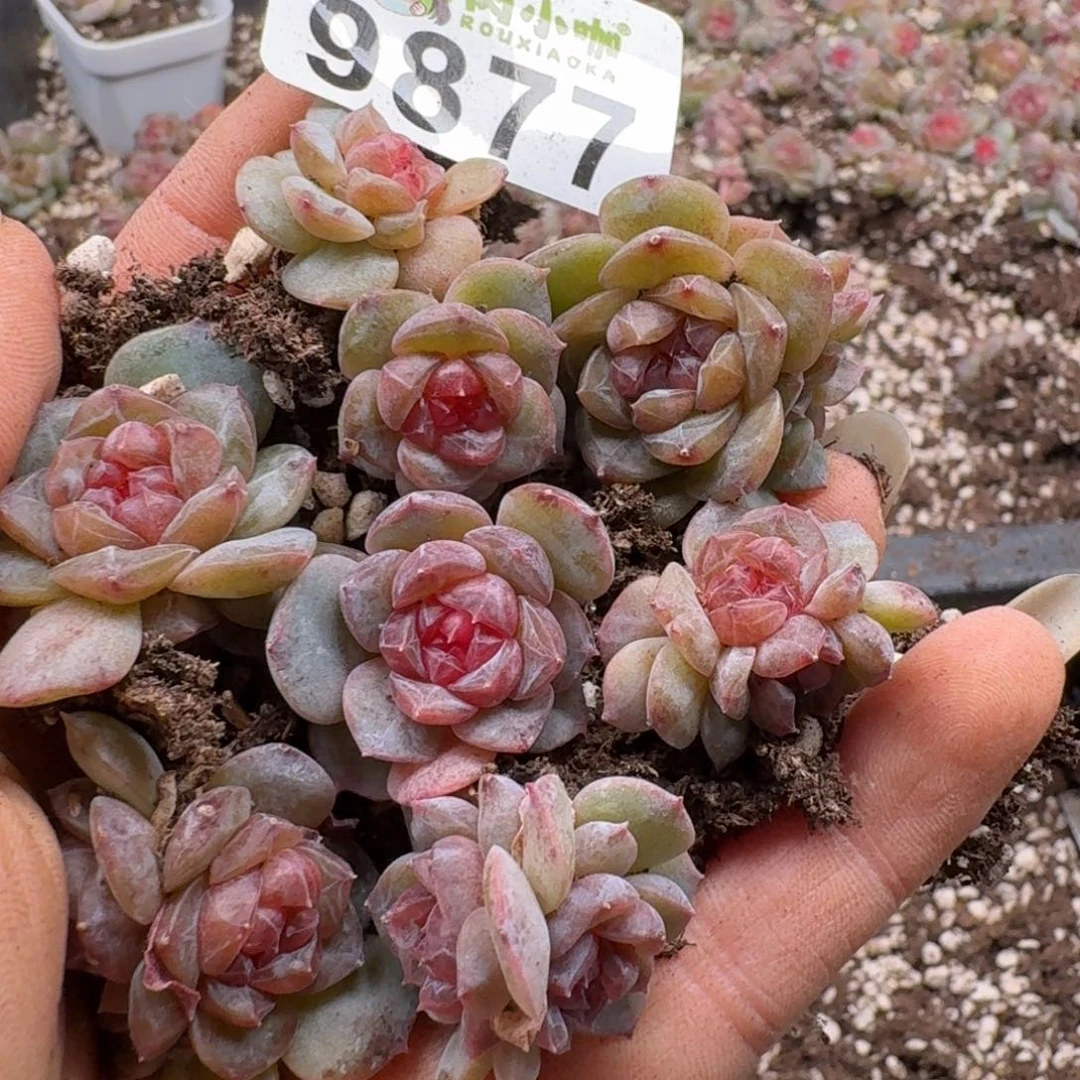 多肉植物多肉植物