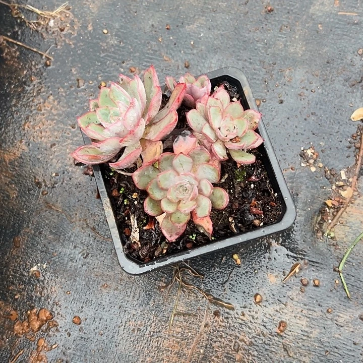 平****多肉植物实物直播实物136