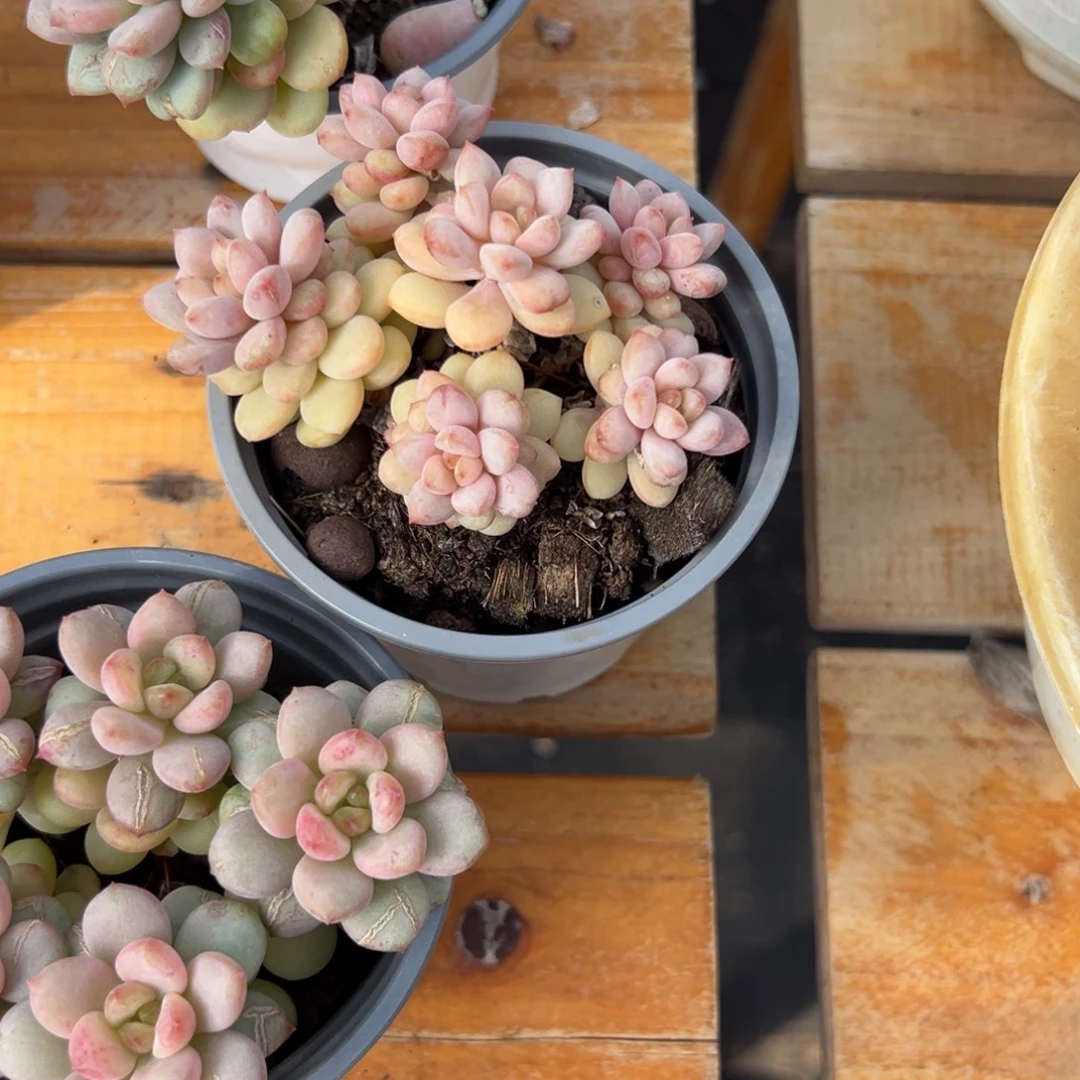 多肉植物小群阳光玫瑰
