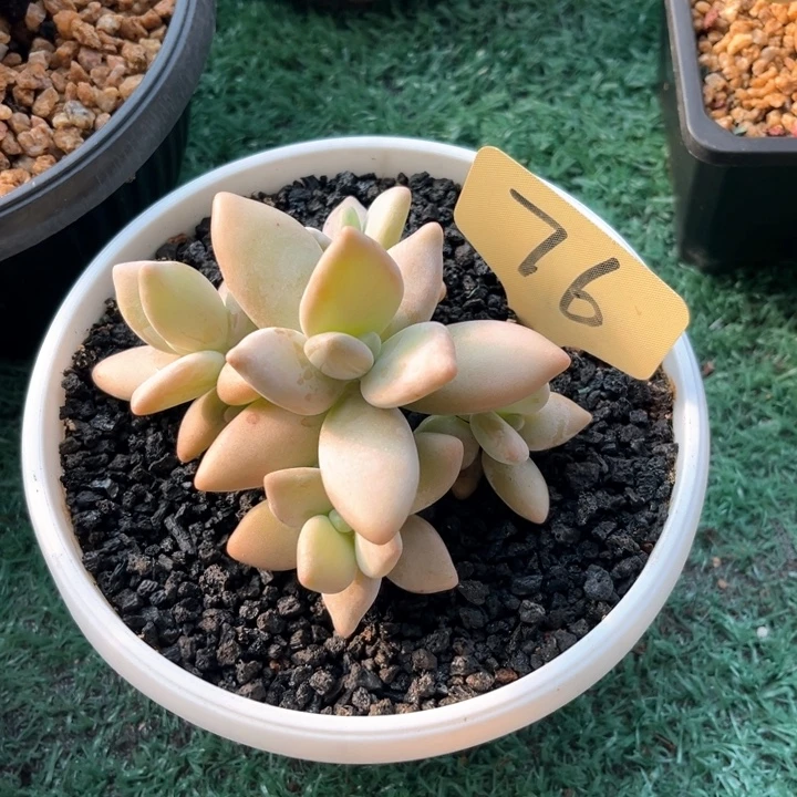 宽叶企鹅76号码牌子的