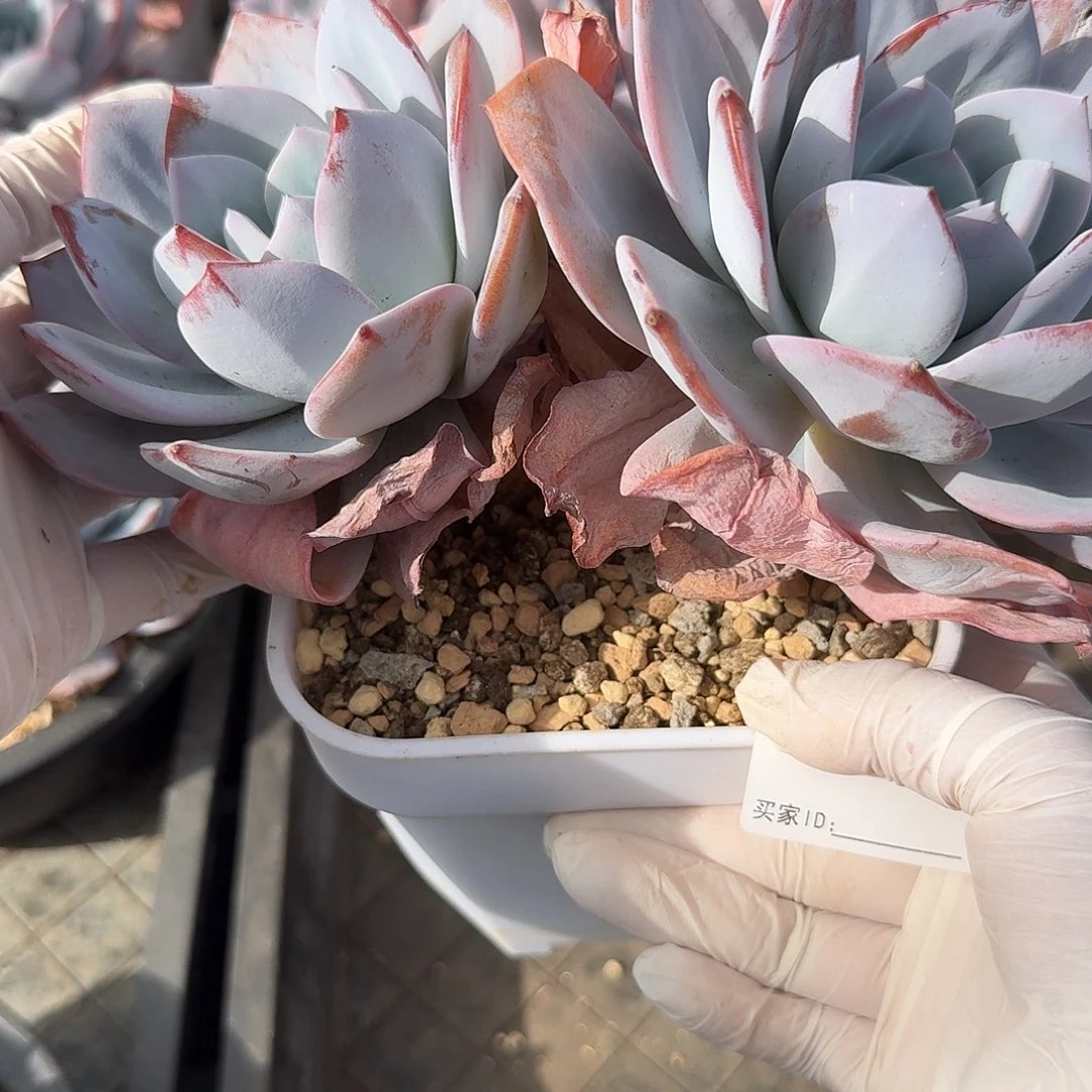 咖***糖#694 多肉 售后范围：签收起7天内