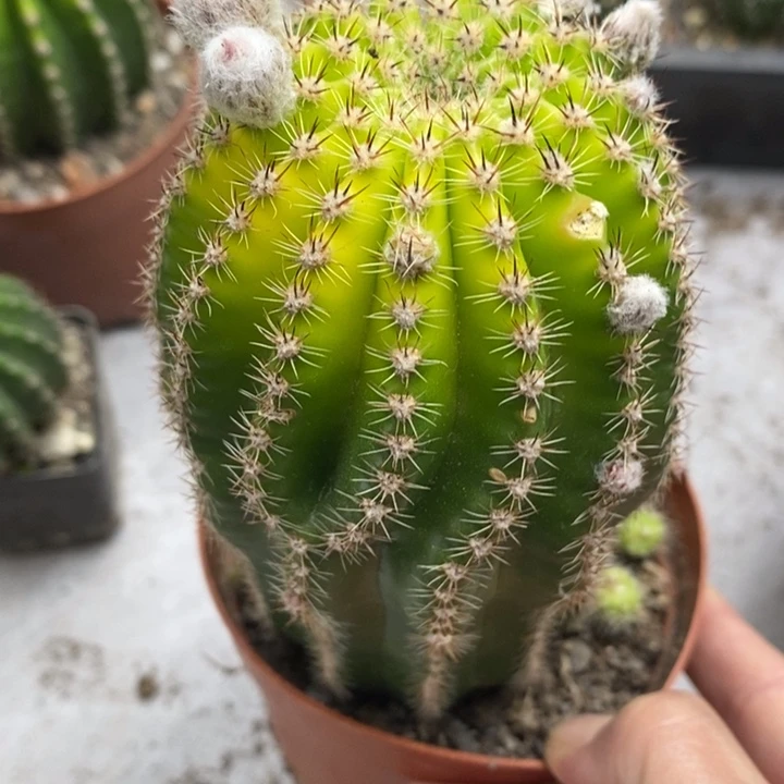 朵***爸实生金刚7公分左右