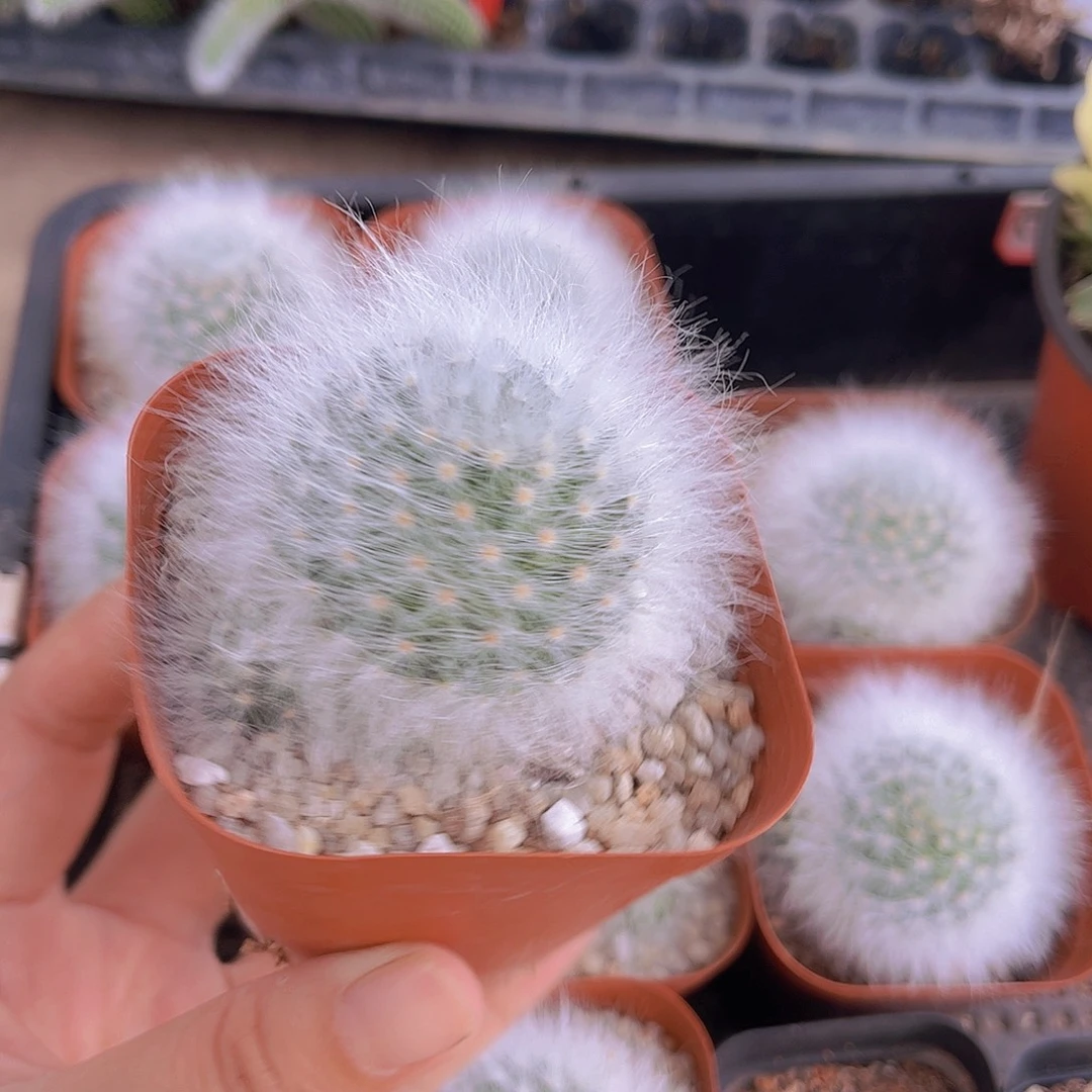 无刺丽光殿多肉植物