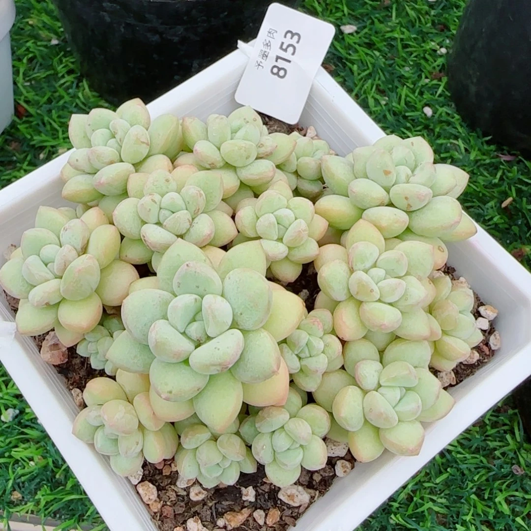 泡泡糖无砍，8153多肉植物