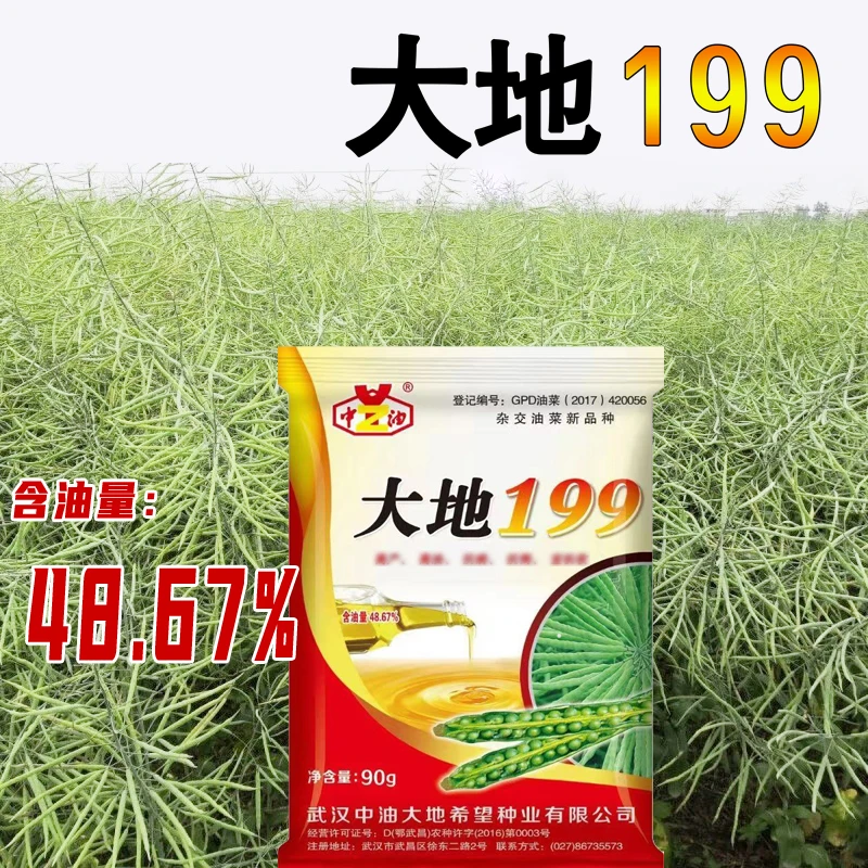 早熟油菜种子大地199花籽粒宜机收90克油菜种子批发量大从优