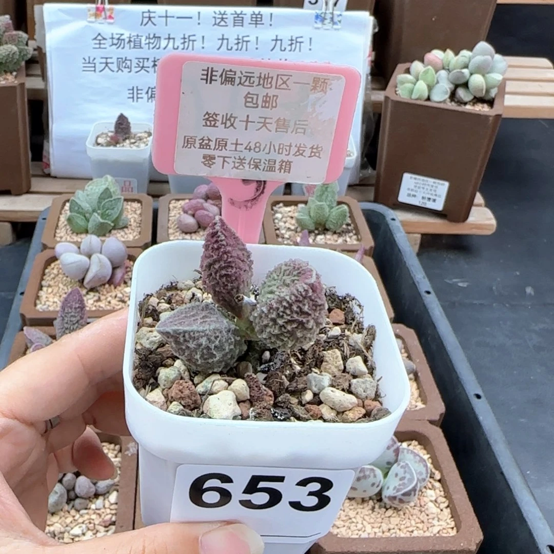653苍龙多肉植物