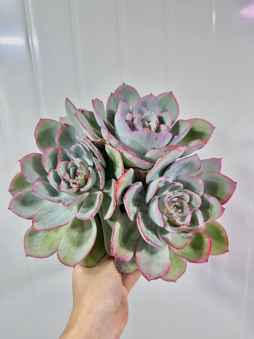 香格里拉精品多肉植物绿植植物多肉
