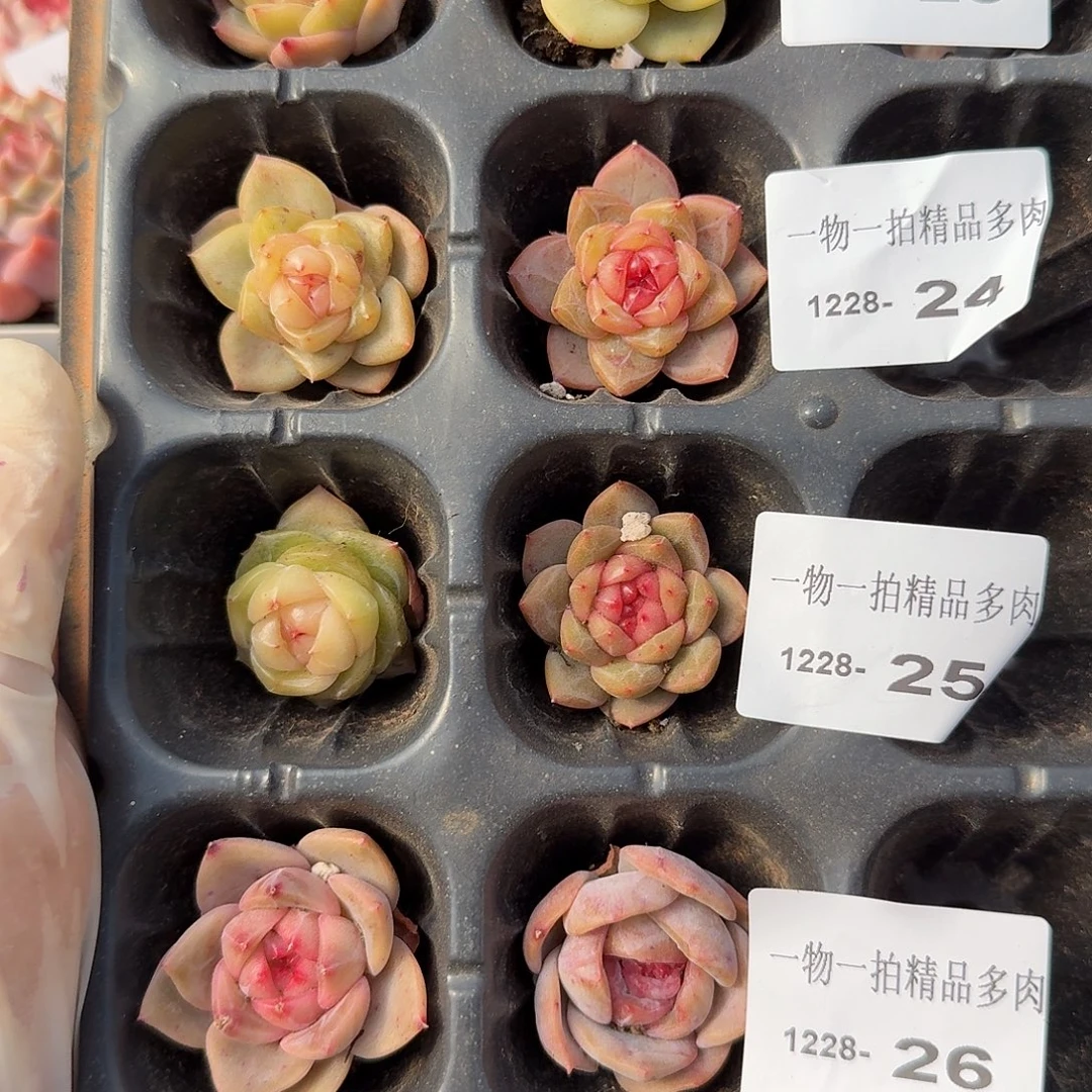 1228-25多肉一物一拍2颗