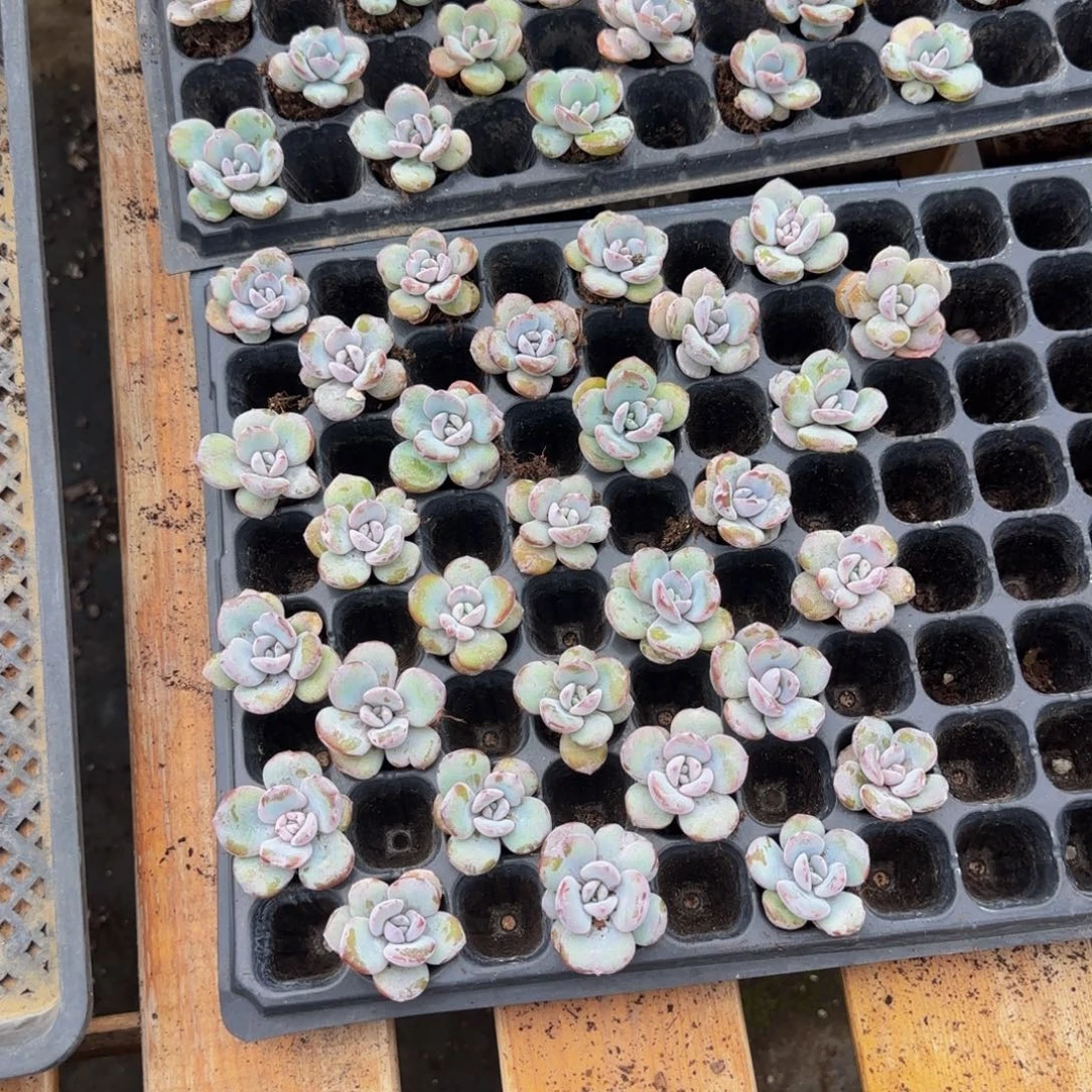 郭****10颗一组3-4公分小奶茶