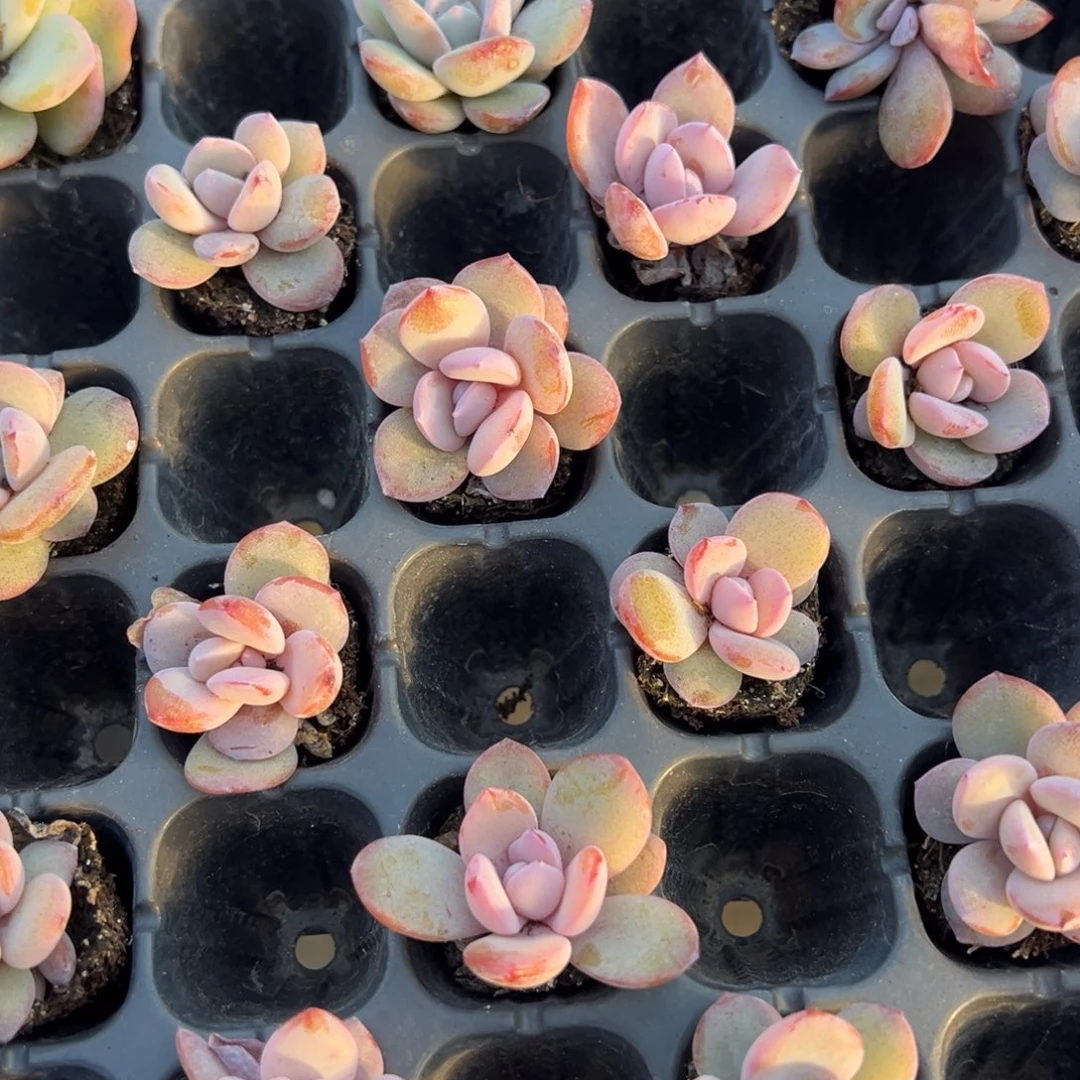 韩版奶茶2.5cm到手2颗量拍多肉满20元包邮明天发货