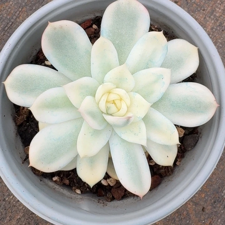 粉水晶锦一物一拍