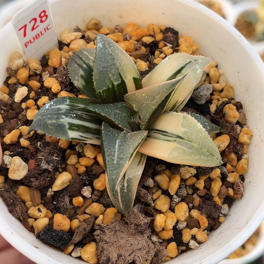 728芭提雅白凤寿锦