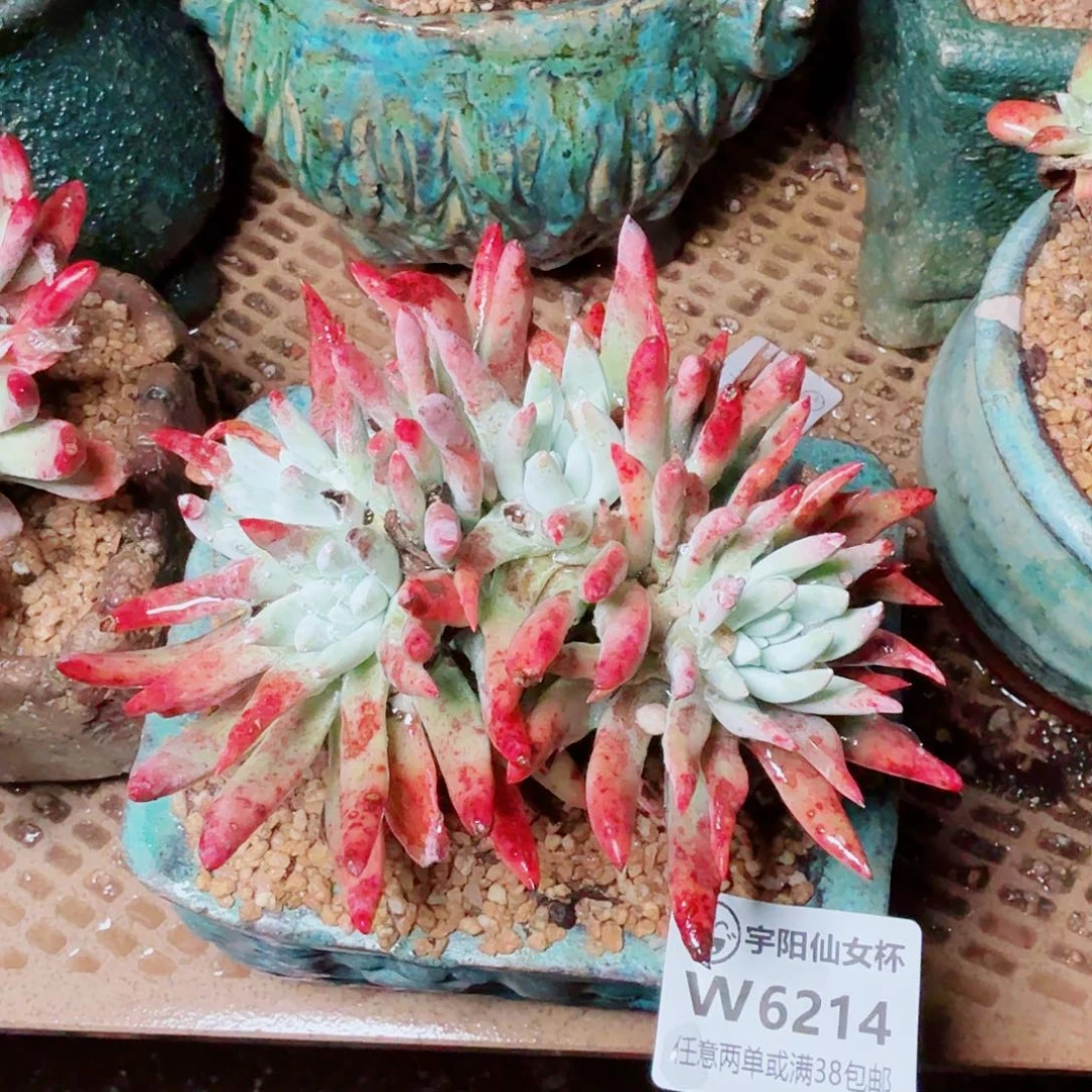 6214海瑟菊仙女杯多肉