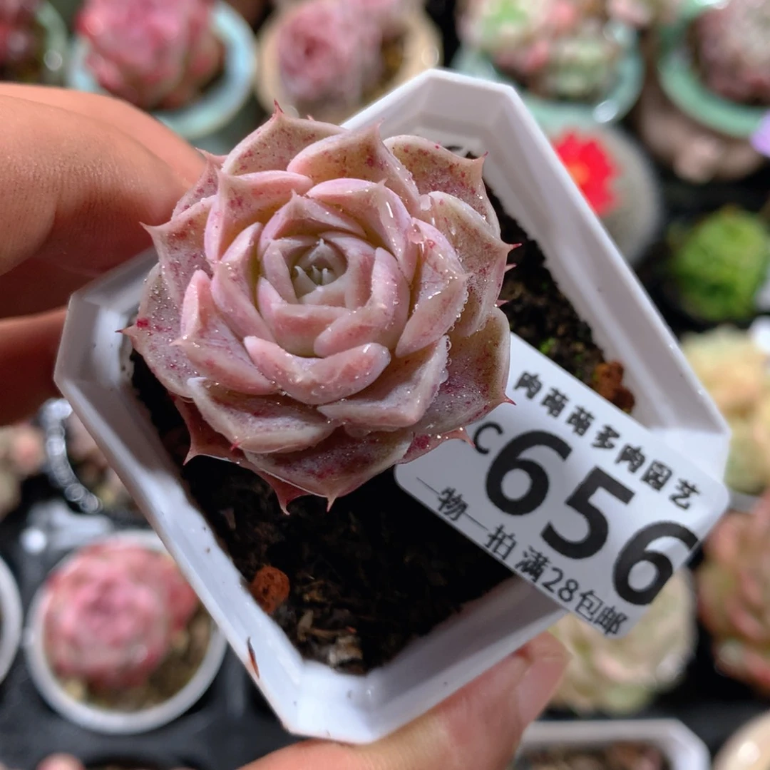 5CM拇指盆精控多肉ZC656